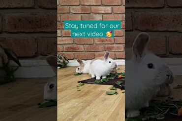 Cute Baby Rabbits Eating #shorts #pets #bunny #rabbit