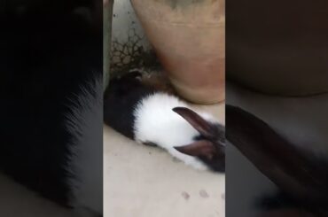 Cute bunny sleeping#shorts