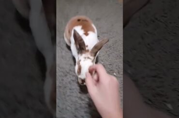 cute bunny missed mom while she was halloweening