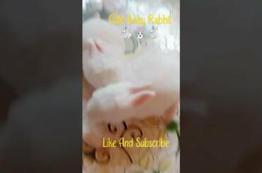 Cute Baby Rabbit