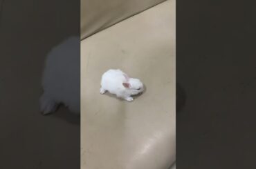 Can you bond with a baby bunny?#bunny#rabbit#2022#cutest#baby#beautifulbunny