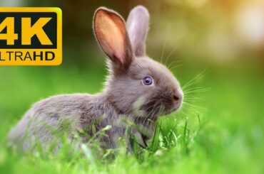 Ultimate Cute Rabbit Collection in 4K ULTRA HD
