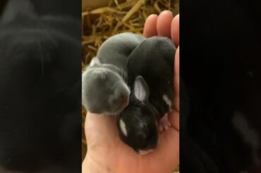 New Born Baby Rabbits #short #shorts #rabbit #bunny #animal #pets #viralvideo #viral #pet#cute #baby