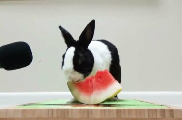 Cute Bunny Eats a Watermelon