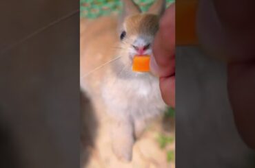 Feeding Cute Rabbit with Carrot from Human Hands  Love to Animals Concept#shorts Rabbit cute Daily