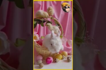 Rabbit | Cute Rabbit | Pet Animals | #Shorts