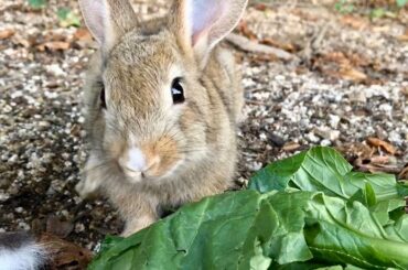 Cute reaction of a baby rabbit who ate vegetables for the first time in his life