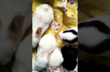 cute bunny #rabbitasmr #rabbits #rabbits #rabbi