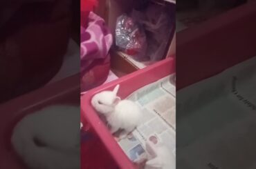 cute rabbit #rabbits