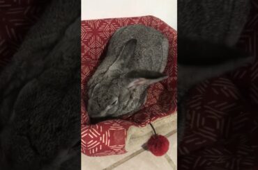 Cute bunny