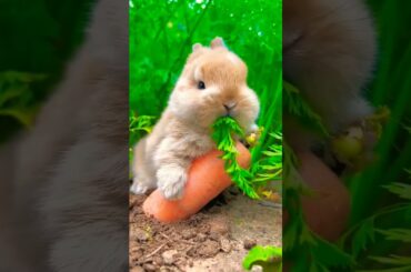 Cute Bunny #shorts #youtubeshorts #pets
