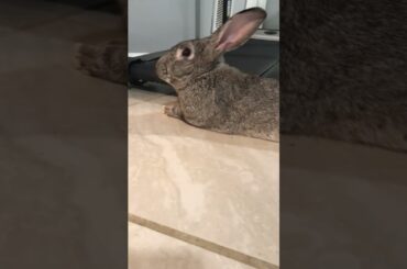 Cute bunny