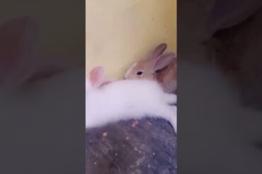 #honey #bunny #cute #rabbit #shorts #video #angel