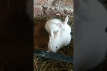 khargosh ke bacche  Cute rabbit baby