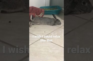 Cute rabbit