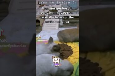 cute bunny hops,binkies and treat time  #binkybunny #treats #cute