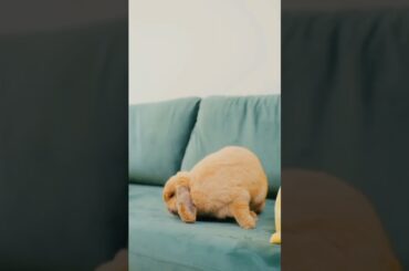 Cute Rabbit #shorts #trending #viral #animals