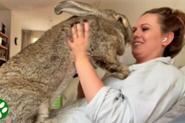 Giant bunny thinks he's a dog