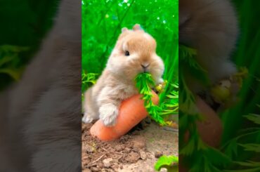 Cute Bunny #shorts #youtubeshorts #pets
