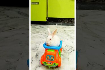 White cute rabbit ride on a toy truck || Bunny enjoy riding on a toy vehicle#rabbit #shahzadmehar