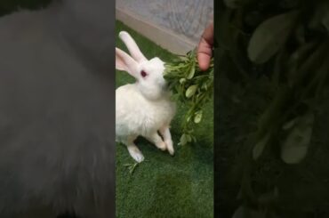 Cute animals video #shorts #animals #youtubeshorts #viral #viralvideo #fyp