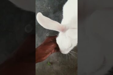 cute rabbit