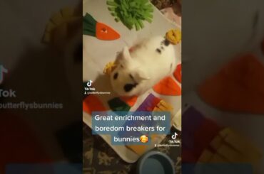 cute bunny tries a snuffle mat #bunny #cute #animals #snufflemat