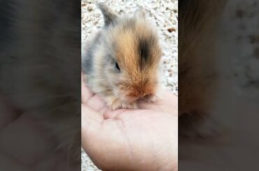 SO CUTE LITTLE BABY BUNNY