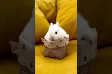 Cute Baby Rabbit #short #shorts #rabbit #bunny #animal #animals #pets #viralvideo #viral #cute #baby