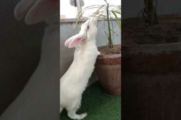 Cute animals video #shorts #animals #youtubeshorts #viral #viralvideo #fyp