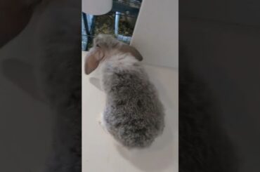 Part 2 cute baby bunny!!!