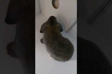 Cute baby bunny part 5!!!!