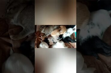 cute bunny sleeping time #cuterabbitlife