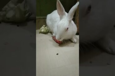 #Cute rabbit Video