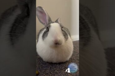 Cute Snoring Bunny (Turn up the volume!) #shorts #rabbit #cuterabbit #bunny