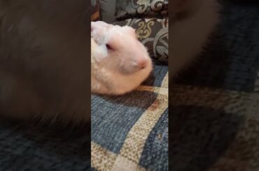 Cute animals video #shorts #animals #youtubeshorts #viral #viralvideo #fyp