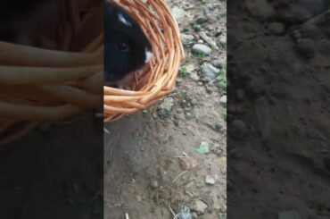 cute rabbit