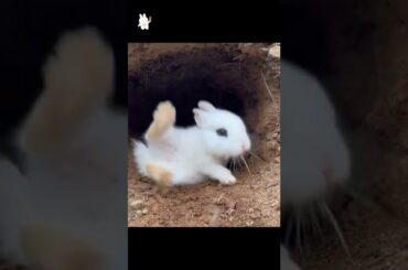 cute rabbit