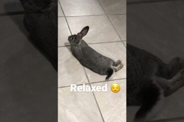 Cute rabbit