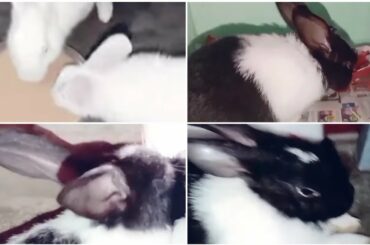 Funny and cute baby bunny videos