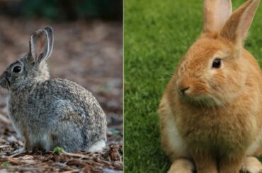 cute Rabbit #04@AnimalsFashion