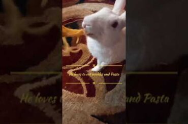 Cute animals video #shorts #animals #youtubeshorts #viral #viralvideo #fyp