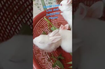 Cute Baby Rabbit