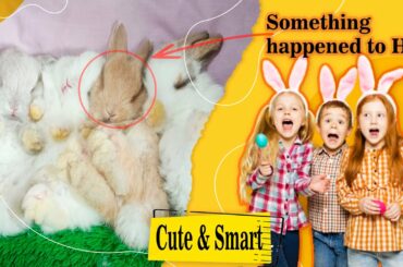 Super Cute Rabbit Bunnies Bunny | Little Bunnies