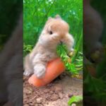 Cute bunny with great appetite