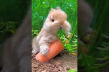 Cute bunny with great appetite