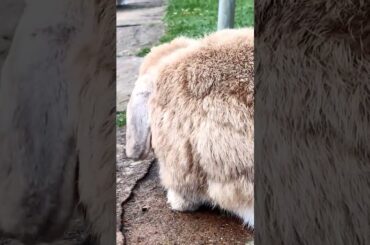 cute rabbit