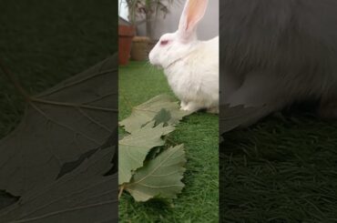 Cute animals video #shorts #animals #youtubeshorts #viral #viralvideo #fyp