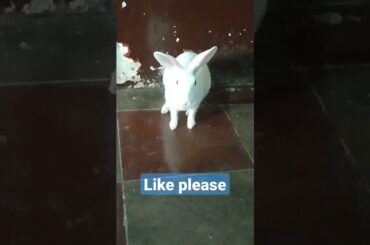 my cute#rabbit #sortvideo #