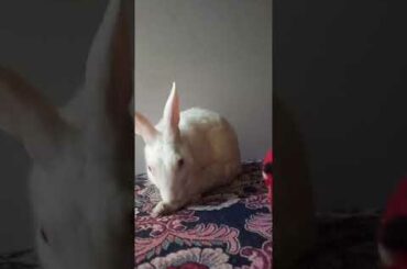 Cute animals video #shorts #animals #youtubeshorts #viral #viralvideo #fyp